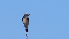 Oenanthe cypriaca