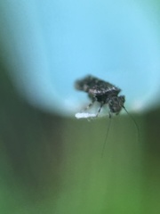Lepidopsocidae