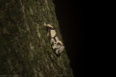 Coesyra hemiphragma