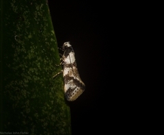 Coesyra hemiphragma