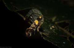 Epithymema helias