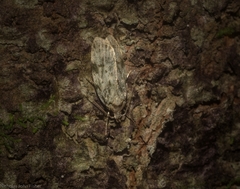 Barea nymphica