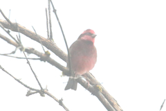 Procarduelis nipalensis