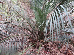 Macrozamia communis