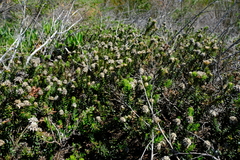 Phylica lucida