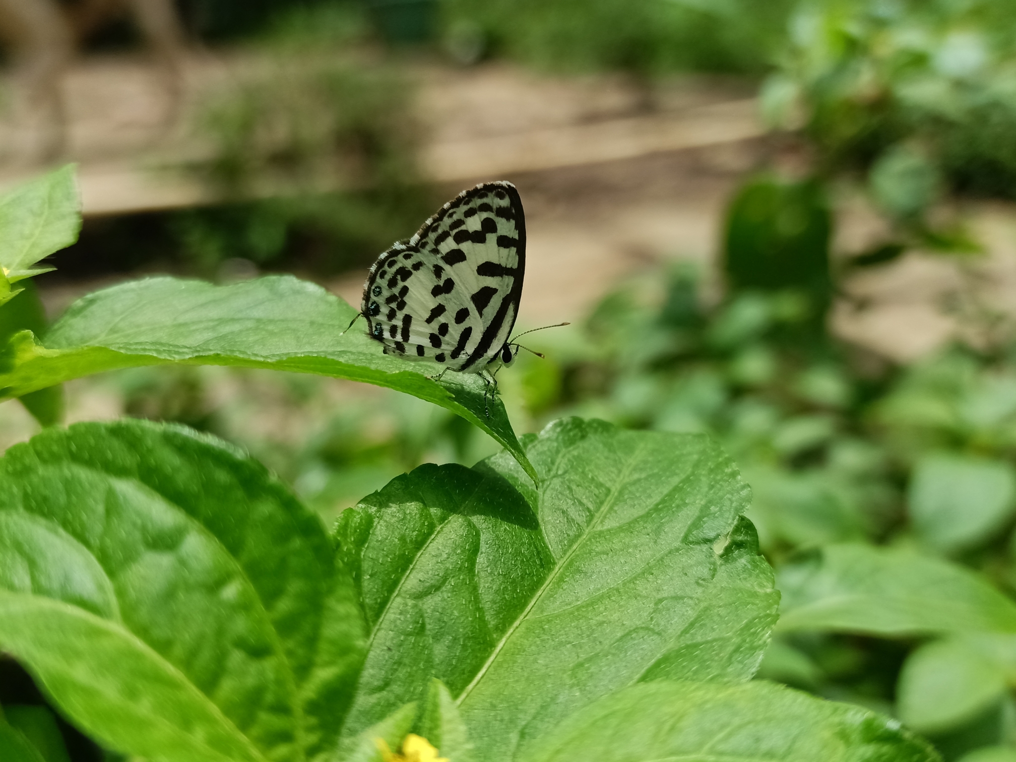 Common Pierrot