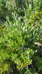 Rhagodia candolleana