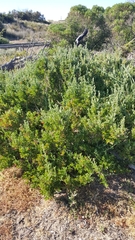 Rhagodia candolleana