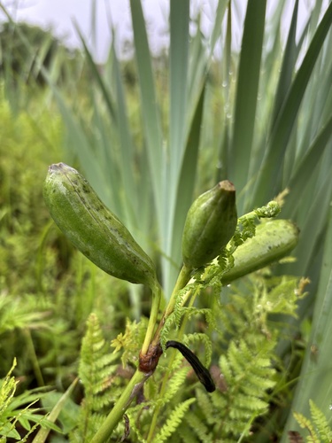 Water Iris (Iris laevigata)