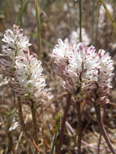 Lachenalia contaminata