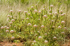 Polanisia dodecandra trachysperma