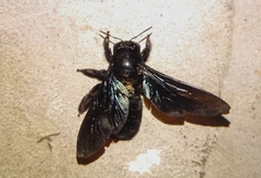 Xylocopa
