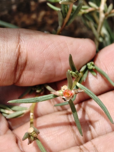 Portulaca suffruticosa Wenderoth