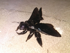 Xylocopa