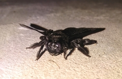 Xylocopa