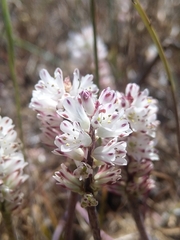 Lachenalia contaminata