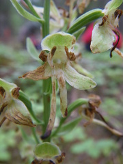 Platanthera orbiculata image