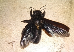 Xylocopa