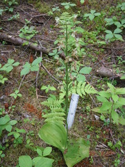 Platanthera orbiculata image