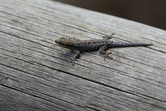 Lygodactylus chobiensis