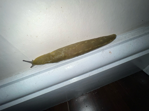 Limacus flavus