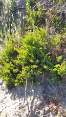 Threlkeldia diffusa