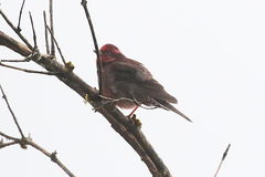 Procarduelis nipalensis