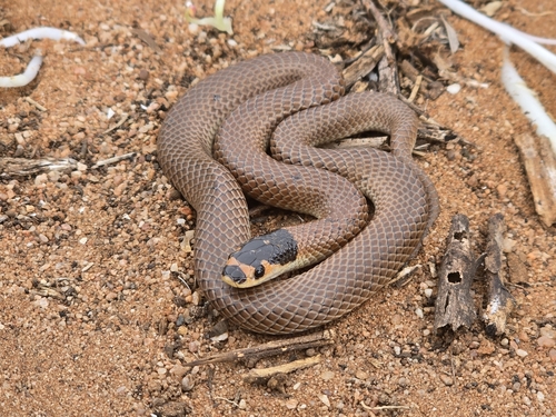 Spectacled Hooded Snake