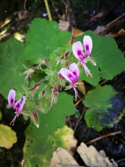 Pelargonium papilionaceum