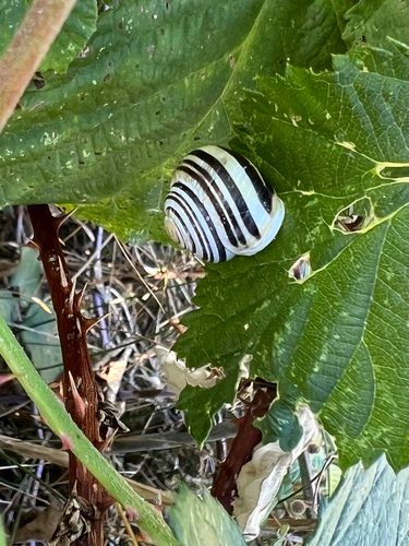 Cepaea hortensis