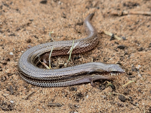 Robust Mulch-slider, Lerista terdigitata