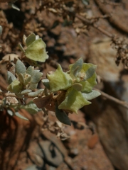 Atriplex lindleyi