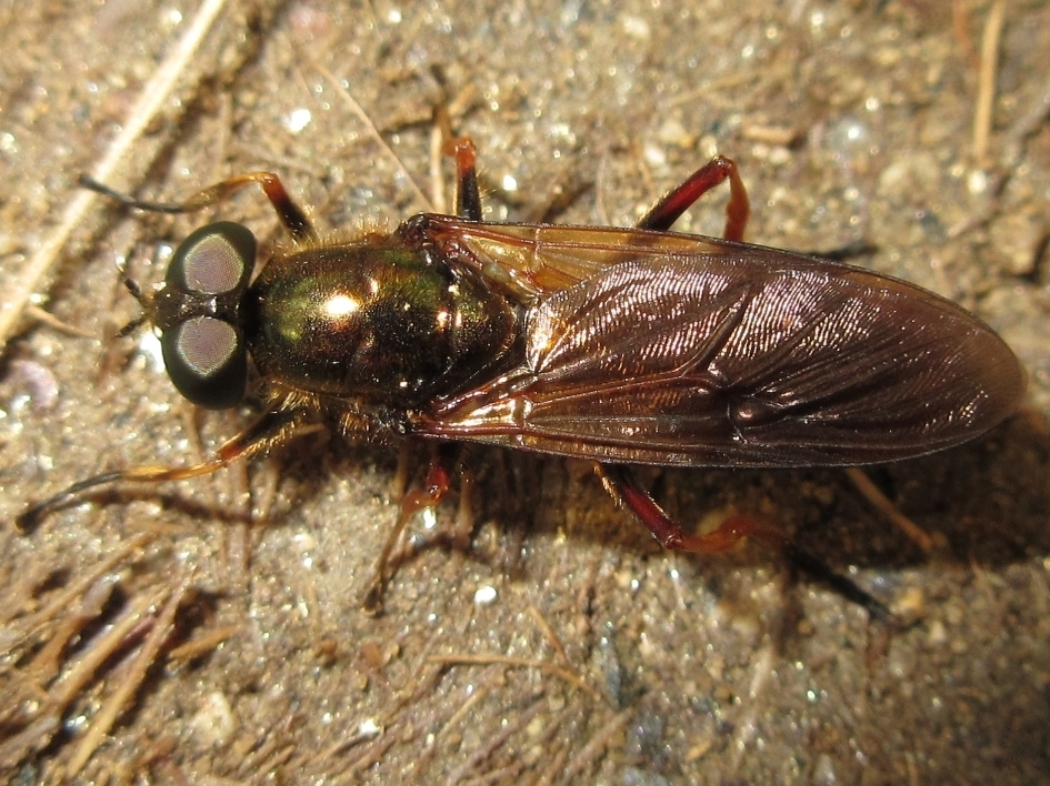 Sargus niphonensis