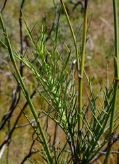 Notobubon pungens