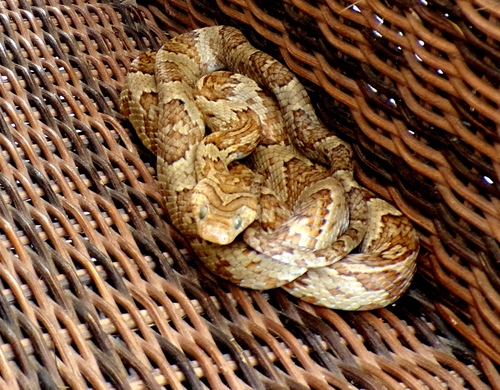Sinaloan Lyresnake