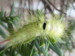 Calliteara pseudabietis