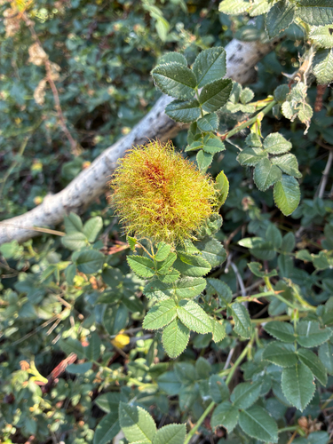 Mossy Rose Gall Wasp photo 6