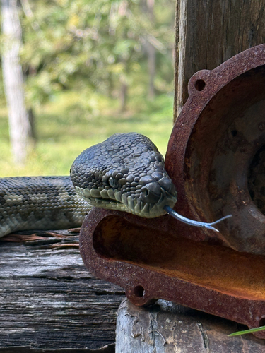 Coastal Carpet Python sighting