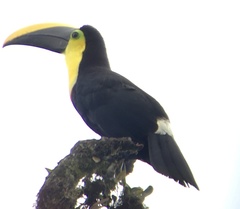 Ramphastos brevis