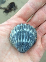 Acanthocardia echinata