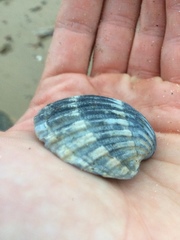 Acanthocardia echinata