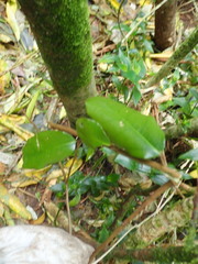 Elaeagnus reflexa