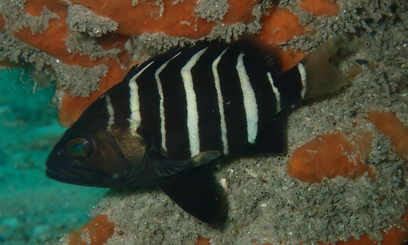 Banded Rockcod