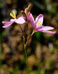 Ixia helmei