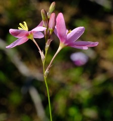 Ixia helmei