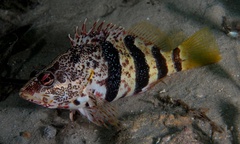 Hypoplectrodes nigroruber