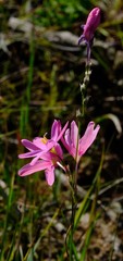Ixia helmei