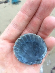 Acanthocardia echinata