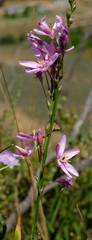 Ixia helmei