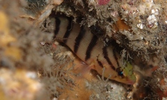 Hypoplectrodes annulatus